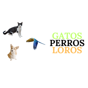 Mejores Mochilas para Gatos Amazon
